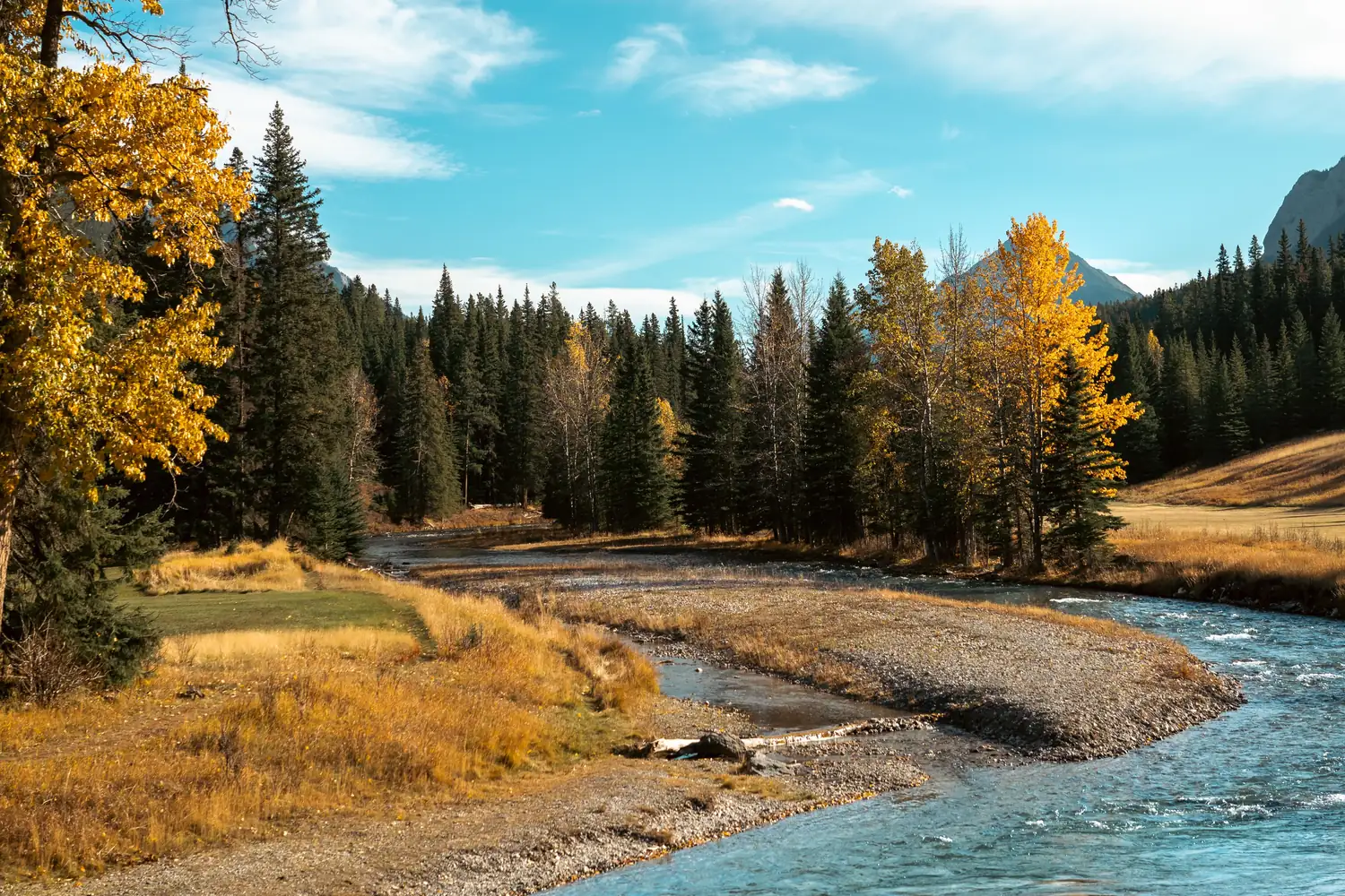 Turquoise river winding through golden autumn trees and evergreen forest in Banff National Park